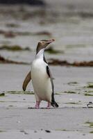 Gelbaugenpinguin in Neuseeland foto