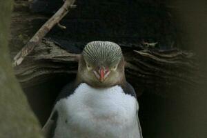 Gelbaugenpinguin in Neuseeland foto