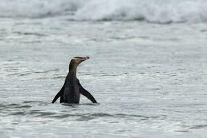 Gelbaugenpinguin in Neuseeland foto