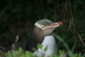 Gelbaugenpinguin in Neuseeland foto