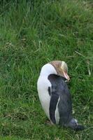 Gelbaugenpinguin in Neuseeland foto