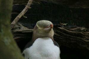 Gelbaugenpinguin in Neuseeland foto