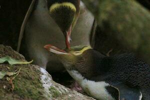 Gelbaugenpinguin in Neuseeland foto