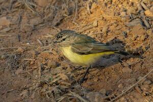 gelb-rumped Dornenvogel im Australien foto