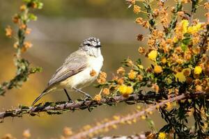 gelb-rumped Dornenvogel im Australien foto