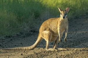 agil Wallaby im Australien foto