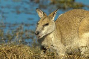 agil Wallaby im Australien foto