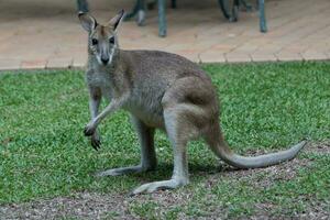 agil Wallaby im Australien foto