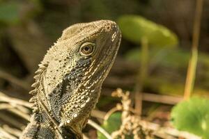 Wasser Drachen im Australien foto