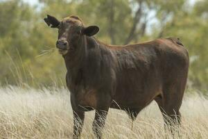 Brangus Kuh im Australien foto