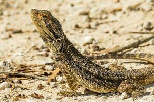 zentral bärtig Drachen im Australien foto