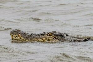 Krokodil im Australien foto