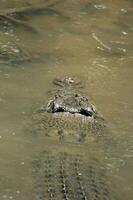 Krokodil im Australien foto