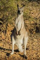östliches graues Känguru foto