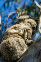 Koala von Australien foto