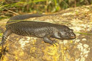 König skink von Australien foto