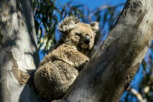 Koala von Australien foto