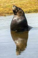 Neuseeland Seelöwe foto