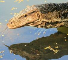 Wasser Monitor im Thailand foto