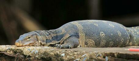 Wasser Monitor im Thailand foto