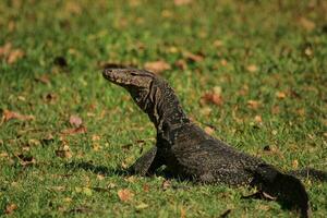 Wasser Monitor im Thailand foto