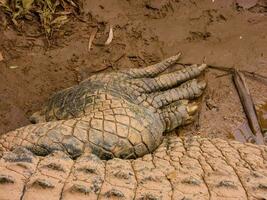frisches Wasser Krokodil im Australien foto