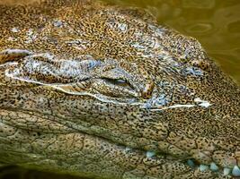 frisches Wasser Krokodil im Australien foto