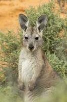 Euro Wallaroo im Australien foto