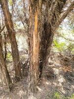 Eukalyptus caleyi Baum foto