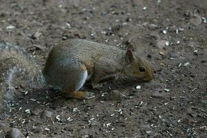 süß grau Eichhörnchen foto