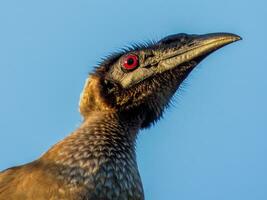 behelmt Mönchsvogel im Australien foto