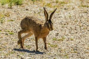 groß europäisch Hase foto