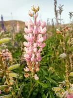 großblättrig Lupine im Neu Neuseeland foto