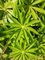 großblättrig Lupine im Neu Neuseeland foto