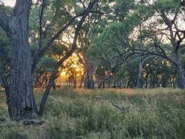 Kiata Campingplatz, wenig Wüste, Australien foto