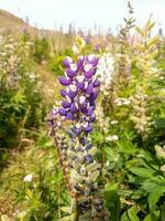 großblättrig Lupine im Neu Neuseeland foto