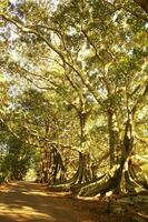 Norfolk Insel Landschaft, Australien foto