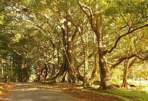 Norfolk Insel Landschaft, Australien foto