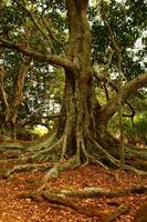 Norfolk Insel Landschaft, Australien foto