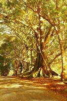 Norfolk Insel Landschaft, Australien foto