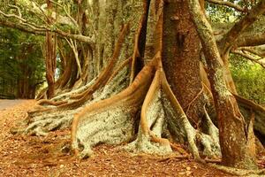 Norfolk Insel Landschaft, Australien foto