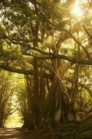 Norfolk Insel Landschaft, Australien foto