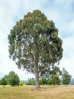 rot Fadenrinde Baum foto