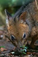 rotbeinig Pademelon im Australien foto