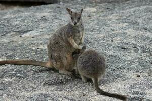 Felsen Wallaby im Australien foto