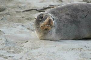 Neuseeland Seelöwe foto