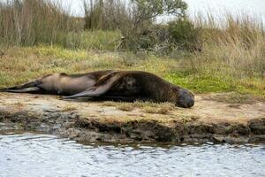 Neuseeland Seelöwe foto