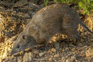 Quenda Süd- braun Bandicoot foto