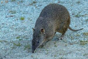 Quenda Süd- braun Bandicoot foto