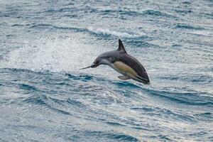 kurzschnabelig verbreitet Delfin im Neu Neuseeland foto